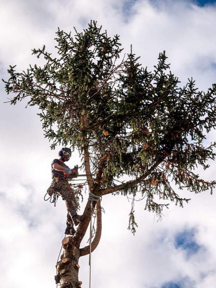 La garantie d’un élagage d’arbres rapide et sécuritaire