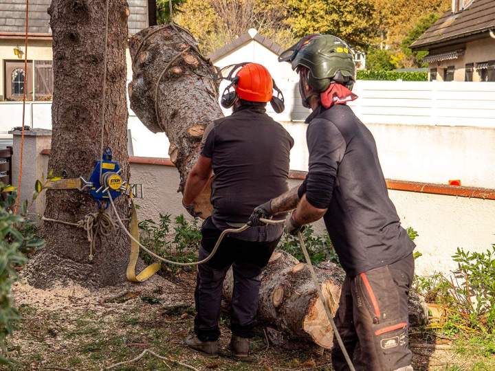 Une équipe compétente pour réaliser un abattage d’arbres efficace