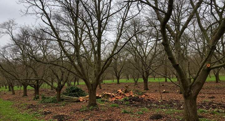 abattage d'arbres fruitiers