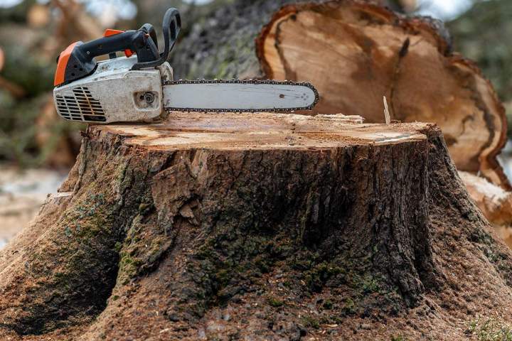 Pour un rognage de souches réussi